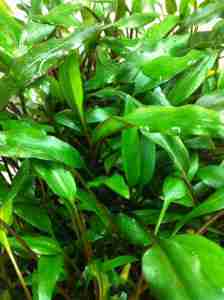 wendtii