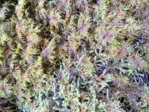 Long Fiber Moss