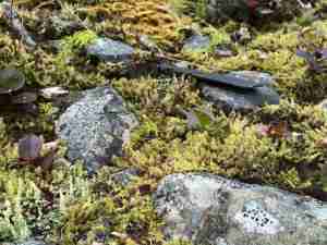 Sphagnum Moss