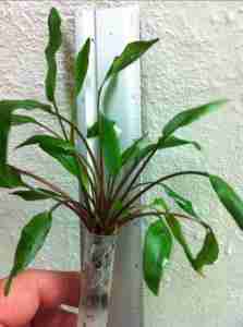 cryptocoryne Wendtii 'green'