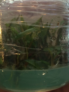 cryptocoryne undulata red