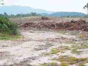 michael_Lo_deforestation