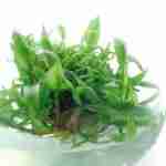 Cryptocoryne undulata in vitro
