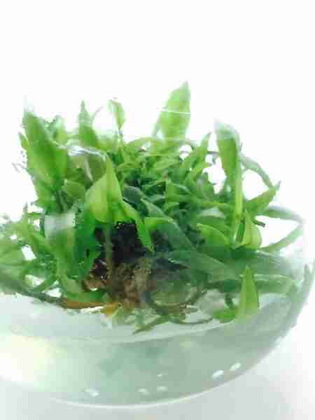 Cryptocoryne undulata in vitro