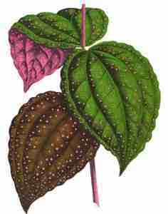 Bertolonia