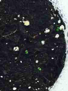 Seedlings