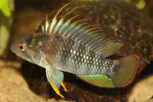 apisto