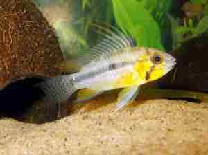 One of Leif's Apistogramma Cacatuoides