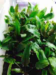 Cryptocoryne emered growth