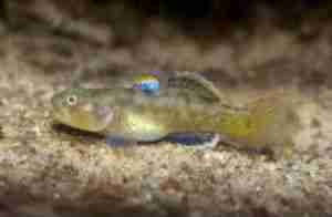 edgbaston_goby_au