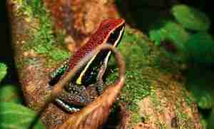 frog4