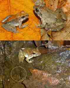 image_2379-Limnonectes-larvaepartus