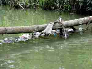 trashinriver