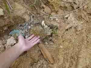 plant1