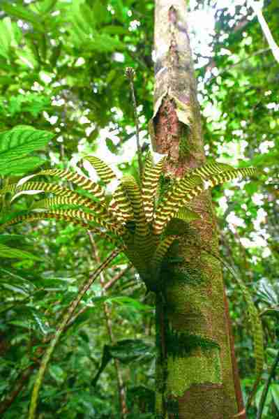 lp3morebromeliads