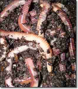 teetatwormfarm
