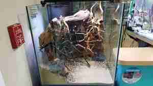 Hemichromis lifalili Biotope hardscape