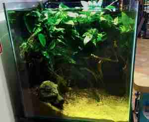 Hemichromis lifalili Biotope hardscape planted