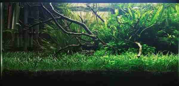 amazonas_200x60_l