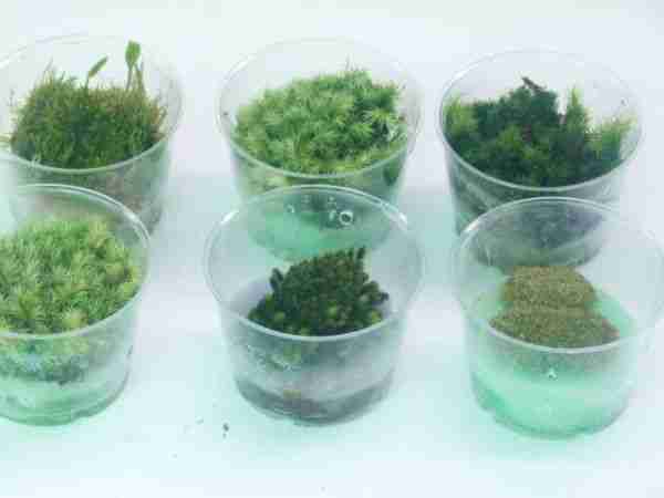 Moss cultures