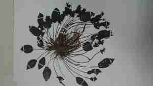 Cauraherbarium