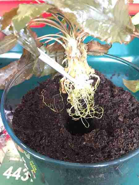 planting cryptocoryne emersed