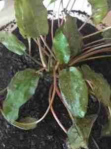 cryptocoryne lutea