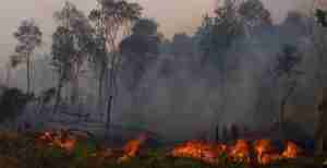 whats-being-done-to-stop-palm-oil-plantations-from-destroying-indonesias-rainforests-1453154385