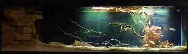 Mexican Biotope Aquarium