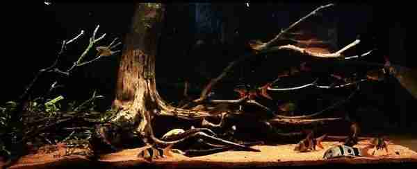 Sumatra Biotope Aquarium