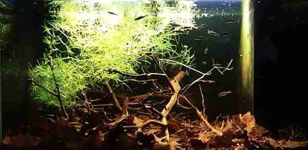 Guyana Biotope Aquarium