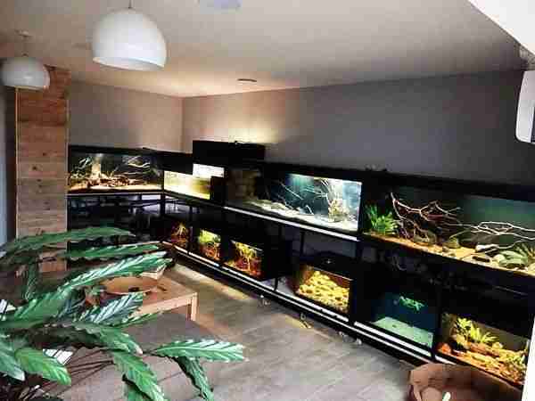 Fishroom Filed With Biotopes