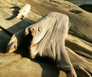 Driftwood