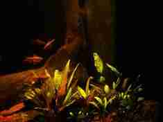 Sri Lanka Biotope