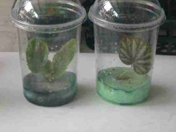 cupsofcuttings