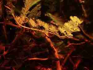 Rio Orinoco Biotope Amazon