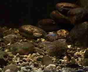 Koyna and Krishna River Confluence Aquarium