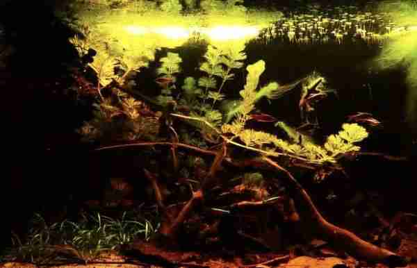 Rio Orinoco Columbian Amazon