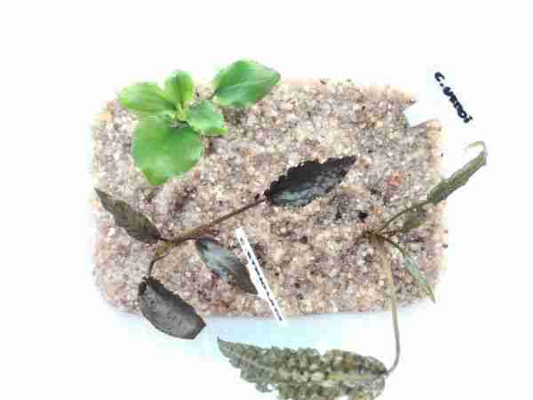 Cryptocoryne variety