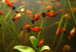 Aquarium offerings