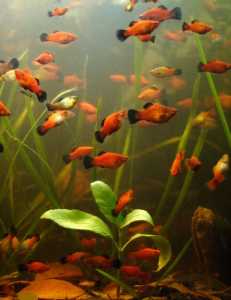 Aquarium offerings