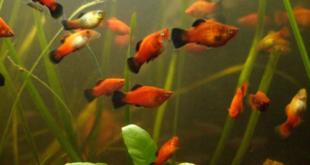Aquarium offerings
