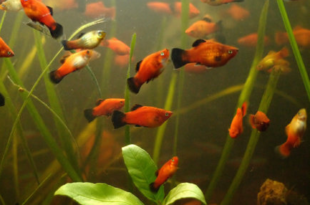 Aquarium offerings