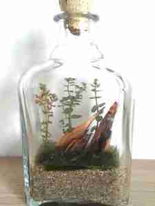 Terrarium bottle