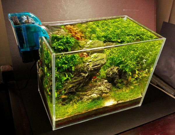 Plants Make a Tank