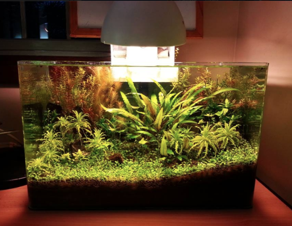 Lit Low Tech