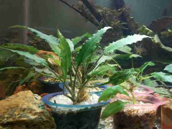 cryptocoryne ferruginea