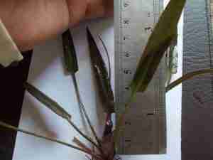 cryptocoryne ferruginea
