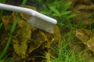 Scrubbing unsightly algae