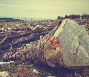Deforestation Loss